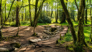 Fontana di Barenton nella foresta di Brocéliande