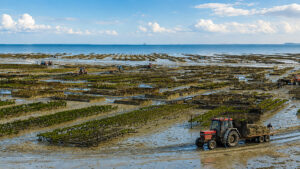 Parchi ostricoli di Cancale con la bassa marea