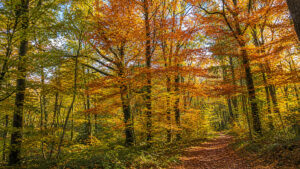 Sentiero nella Foresta di Brocéliande vicino a Paimpont