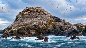 olonia di uccelli marini sulle rocce delle Sept-Îles vicino a Perros-Guirec